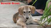 Brownie-Braun